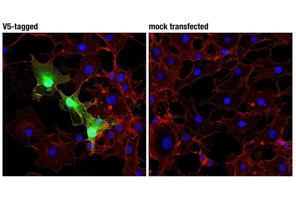 Immunofluorescence Image 1: V5-Tag (D3H8Q) Rabbit Monoclonal Antibody (BSA and Azide Free)