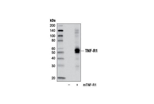Western Blotting Image 3: TNF-R1 (D3I7K) Rabbit Monoclonal Antibody