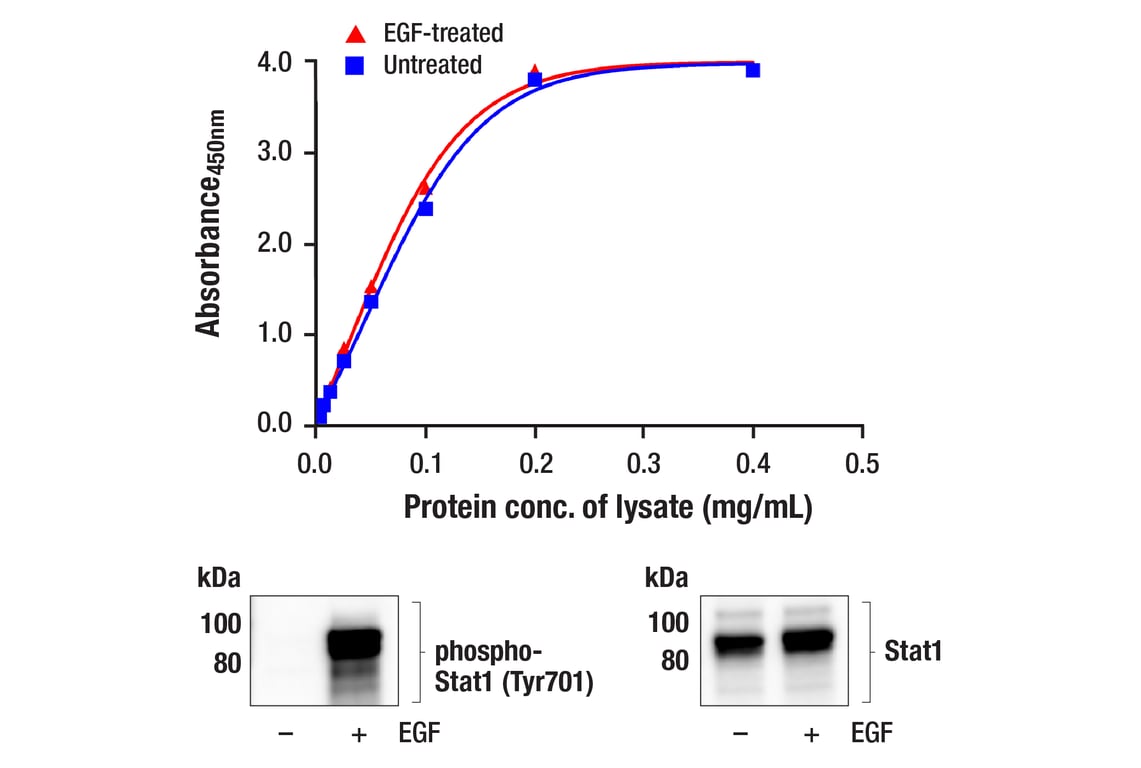 ELISA Image 1: PathScan<sup>®</sup> RP Total Stat1 Sandwich ELISA Kit