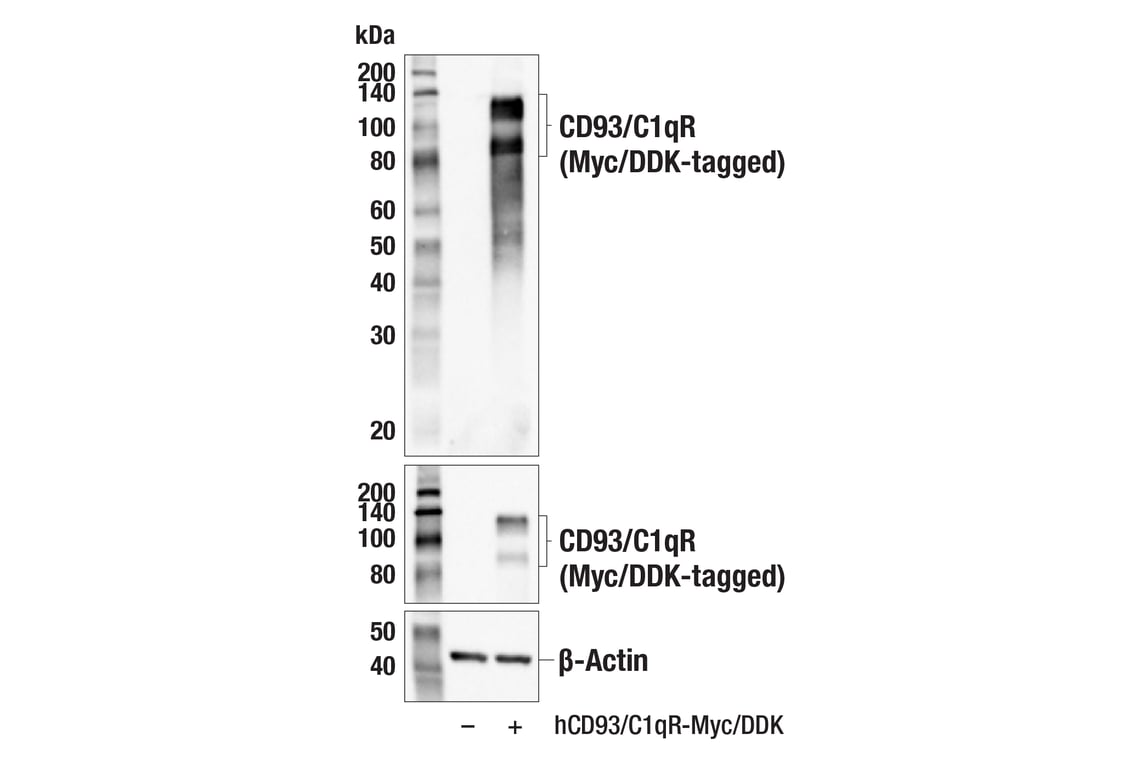 Western Blotting Image 2: CD93/C1qR (E5H9B) Rabbit Monoclonal Antibody