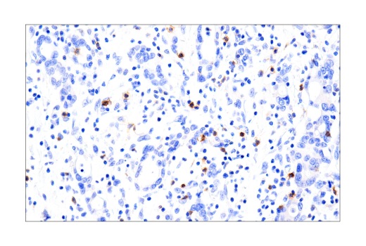 Immunohistochemistry Image 3: B3GAT1 (NK-1) Mouse mAb