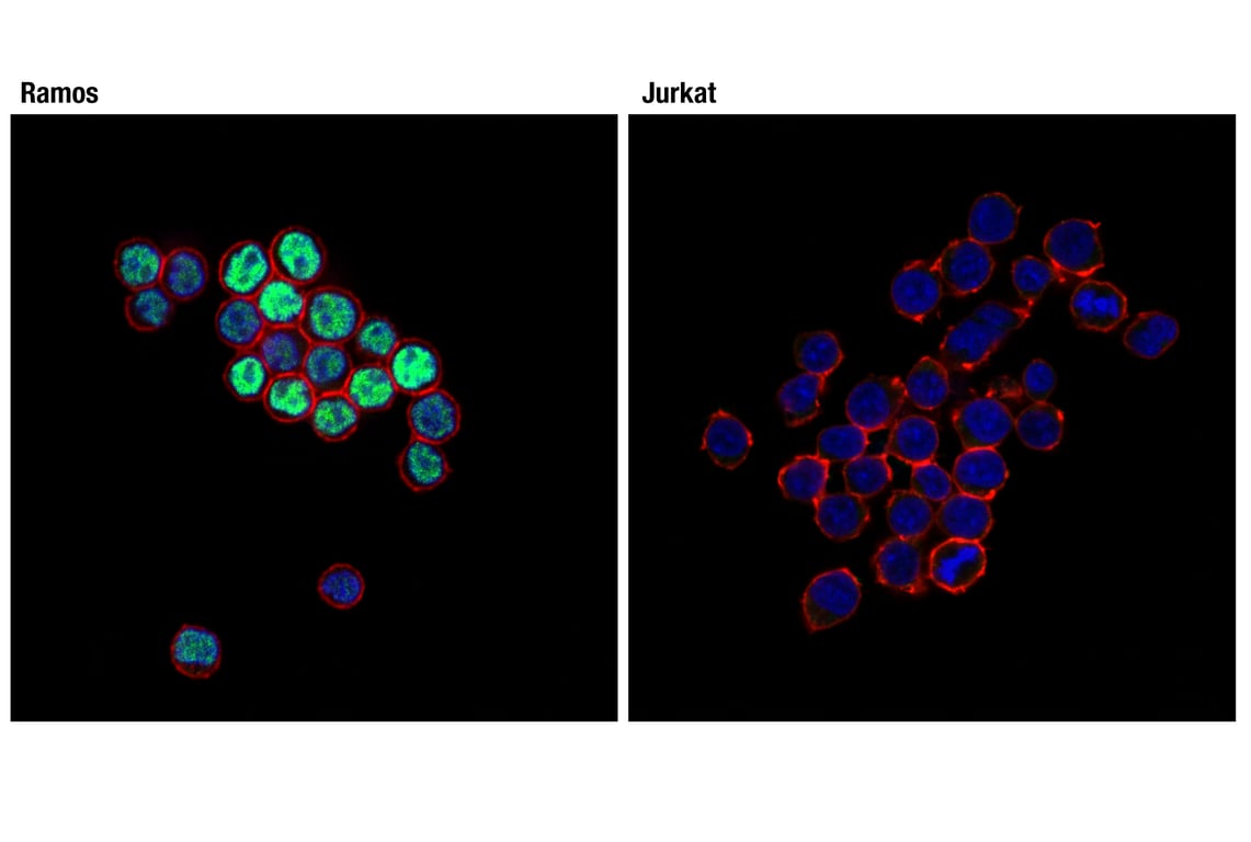 Immunofluorescence Image 1: PAX5 (D7H5X) Rabbit Monoclonal Antibody