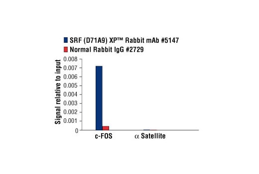 Chromatin Immunoprecipitation Image 1: SRF (D71A9) Rabbit Monoclonal Antibody