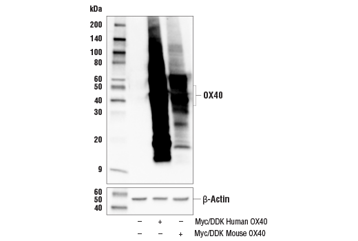 Western Blotting Image 2: OX40 (E9U7O) Rabbit Monoclonal Antibody (BSA and Azide Free)
