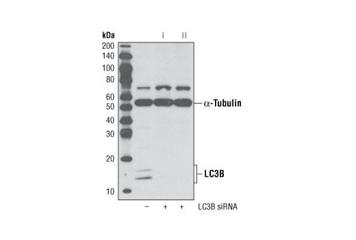 Western Blotting Image 2: LC3B (D11) Rabbit Monoclonal Antibody (BSA and Azide Free)