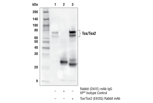 Immunoprecipitation Image 1: Tox/Tox2 (E6I3Q) Rabbit Monoclonal Antibody