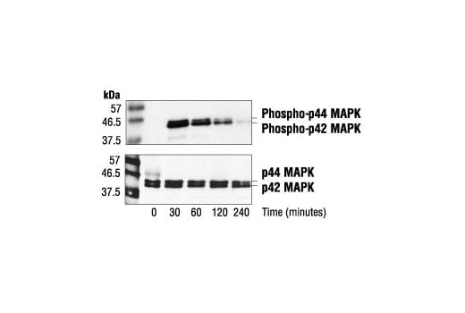 Western Blotting Image 2: Phospho-p44/42 MAPK (Erk1/2) (Thr202/Tyr204) (E10) Mouse mAb