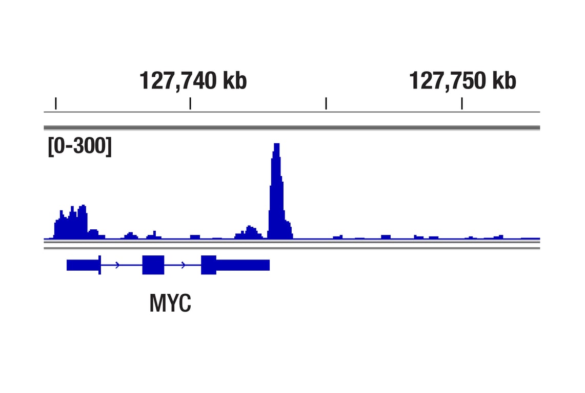 CUT & Tag Image 1: TCF4/TCF7L2 (C48H11) Rabbit Monoclonal Antibody