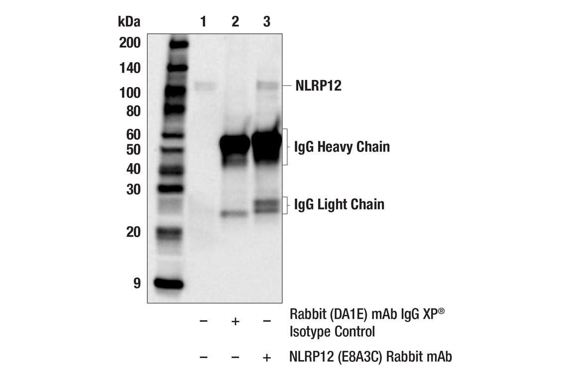 Immunoprecipitation Image 1: NLRP12 (E8A3C) Rabbit Monoclonal Antibody