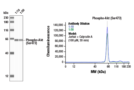 Western Blotting Image 1: Phospho-Akt (Ser473) (D9E) Rabbit Monoclonal Antibody