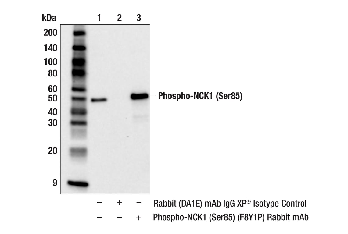 Immunoprecipitation Image 1: Phospho-NCK1 (Ser85) (F8P1Y) Rabbit Monoclonal Antibody