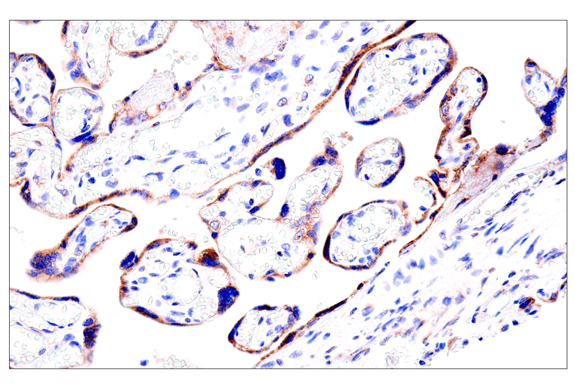 Immunohistochemistry Image 12: SLC25A1 (E7B2B) Rabbit Monoclonal Antibody