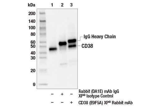 Immunoprecipitation Image 1: CD38 (E9F5A) Rabbit Monoclonal Antibody