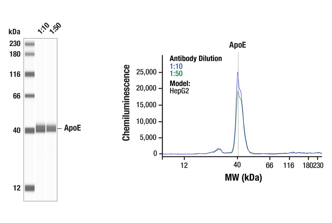 Western Blotting Image 1: ApoE (pan) (E8C2U) Mouse Monoclonal Antibody