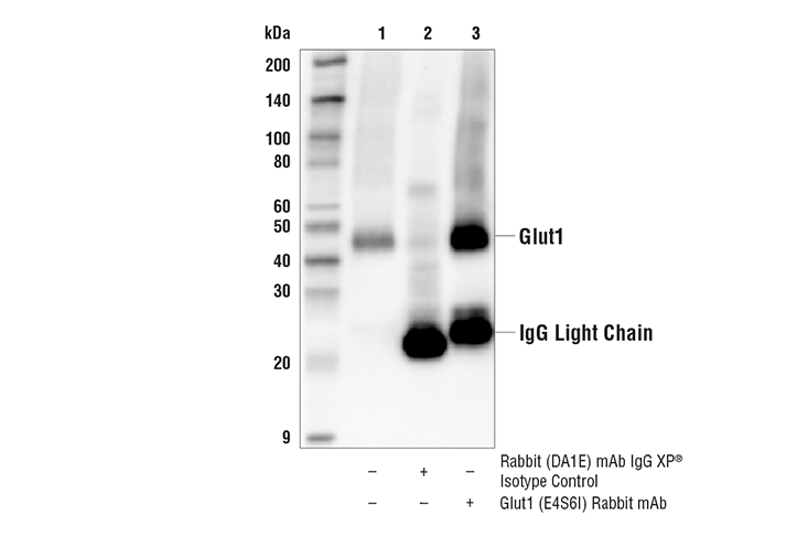 Immunoprecipitation Image 1: Glut1 (E4S6I) Rabbit Monoclonal Antibody