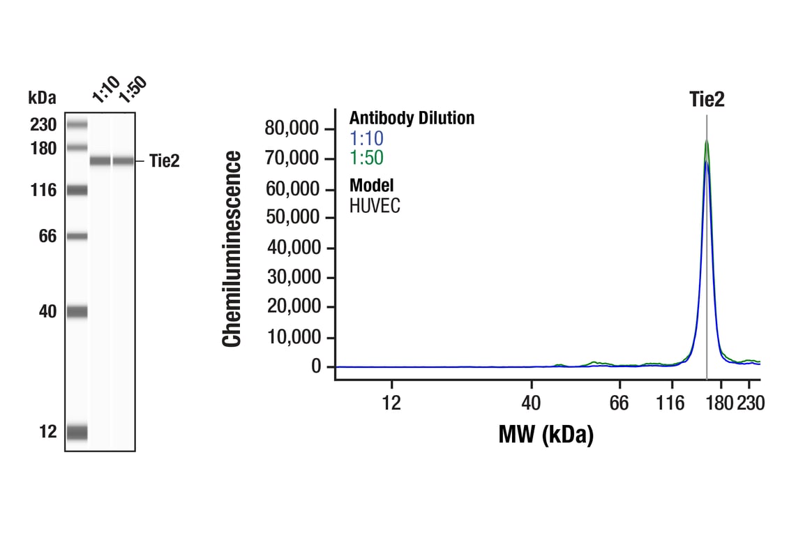 undefined Image 33: Angiogenesis Receptor Tyrosine Kinase Antibody Sampler Kit