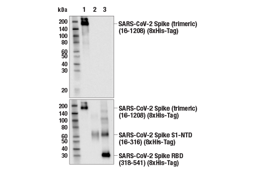 Western Blotting Image 3: SARS-CoV-2 Spike Protein (S2) (E7V3M) Rabbit Monoclonal Antibody