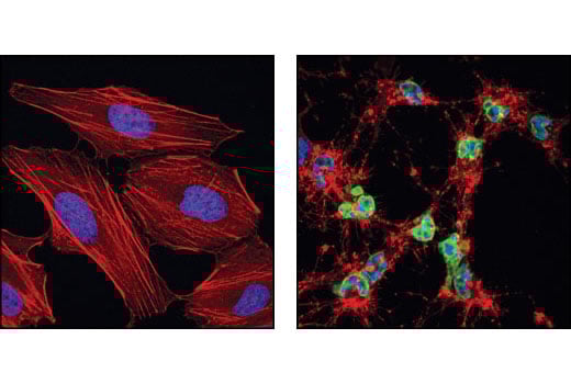 Immunofluorescence Image 1: Cleaved Lamin A (Small Subunit) Antibody