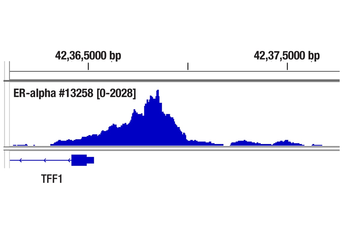 CUT & Tag Image 1: Estrogen Receptor alpha (D6R2W) Rabbit Monoclonal Antibody