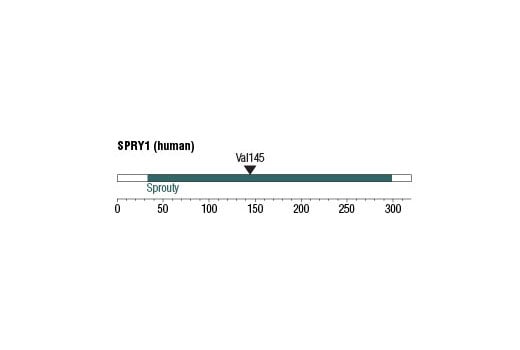 undefined Image 1: Spry1 (D9V6I) Rabbit Monoclonal Antibody