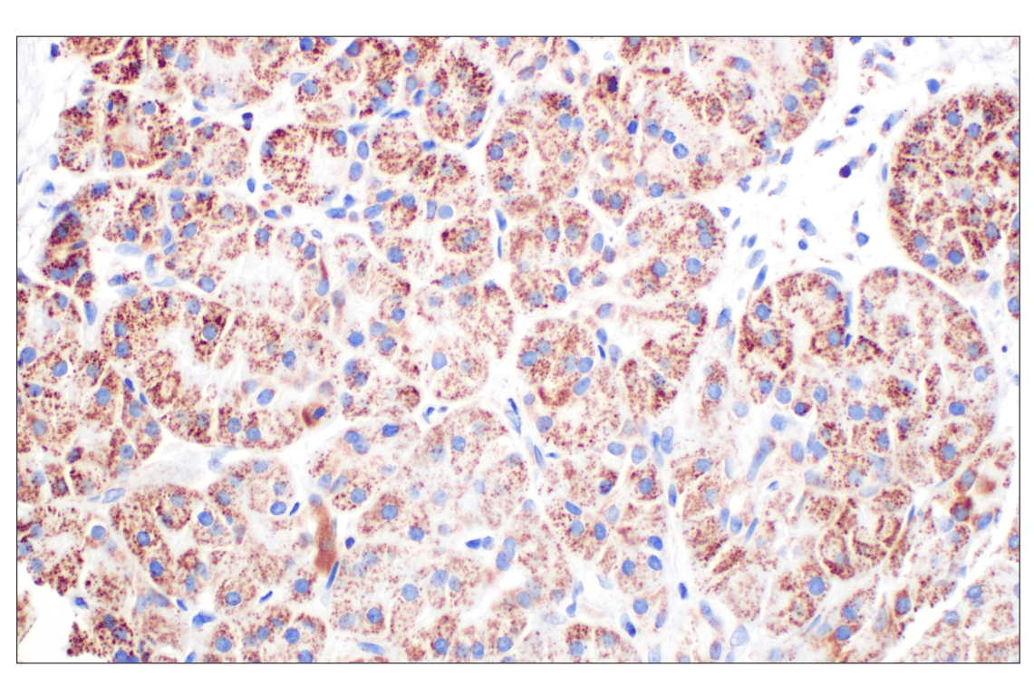 Immunohistochemistry Image 4: GCDH (F2P2M) Rabbit Monoclonal Antibody