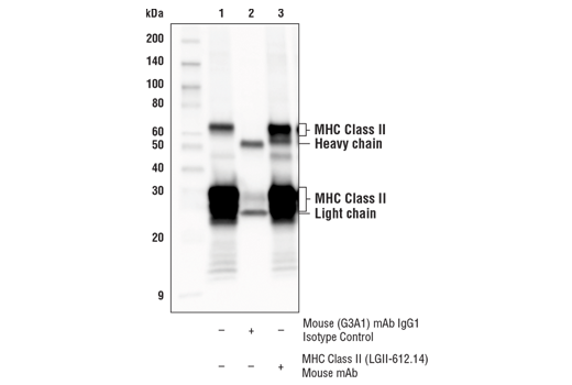 Immunoprecipitation Image 1: MHC Class II (LGII-612.14) Mouse Monoclonal Antibody