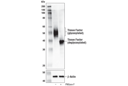 Western Blotting Image 3: Tissue Factor/CD142 (E9M6T) Rabbit Monoclonal Antibody (BSA and Azide Free)