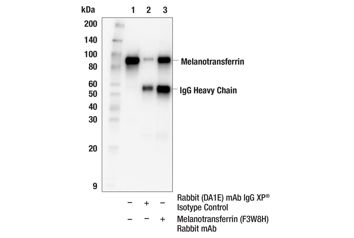 Immunoprecipitation Image 1: Melanotransferrin (F3W8H) Rabbit Monoclonal Antibody