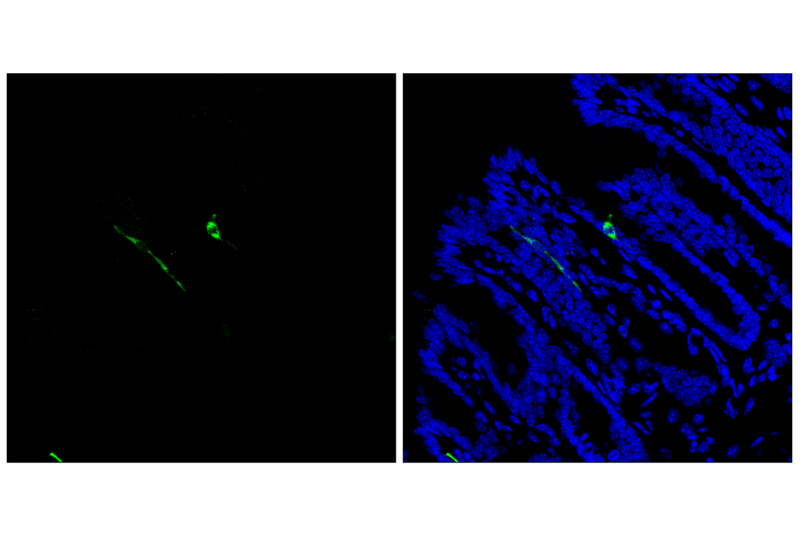 Immunofluorescence Image 2: Pancreatic polypeptide (F8J4Y) Rabbit Monoclonal Antibody