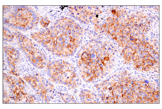 Immunohistochemistry Image 3: DAF/CD55 (E7G2U) Rabbit Monoclonal Antibody (BSA and Azide Free)