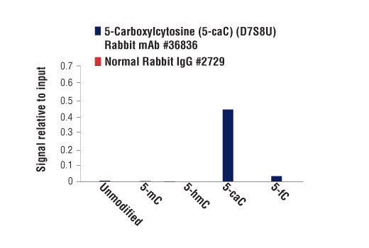 undefined Image 2: 5-Carboxylcytosine (5-caC) (D7S8U) Rabbit Monoclonal Antibody