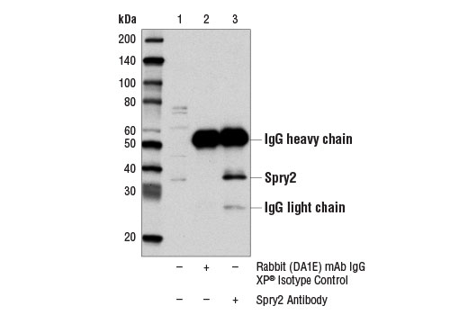 Immunoprecipitation Image 1: Spry2 Antibody
