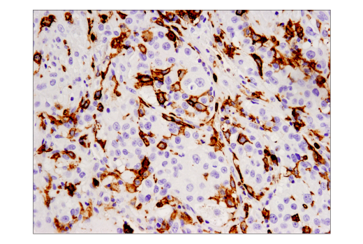 Immunohistochemistry Image 2: CD16 (D1N9L) Rabbit Monoclonal Antibody (BSA and Azide Free)