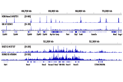 CUT & RUN Image 5: CUT&RUN Assay Kit