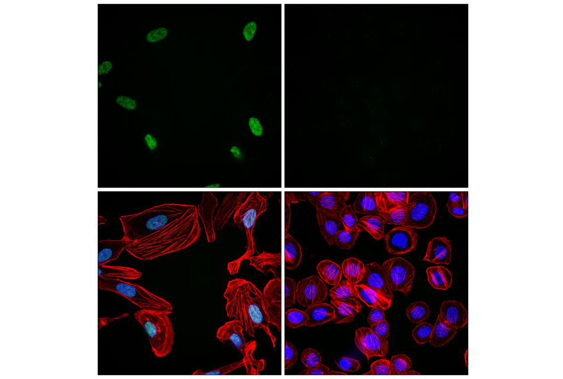 Immunofluorescence Image 1: TCF12/HEB (E8R5E) Rabbit Monoclonal Antibody