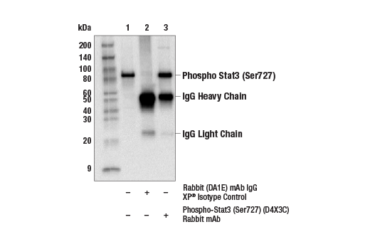 Immunoprecipitation Image 1: Phospho-Stat3 (Ser727) (D4X3C) Rabbit Monoclonal Antibody