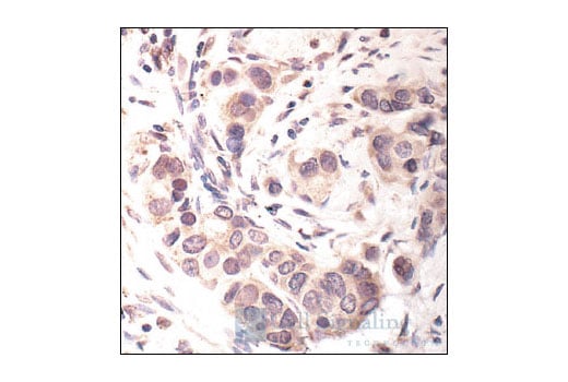 Immunohistochemistry Image 1: Stat3 Antibody