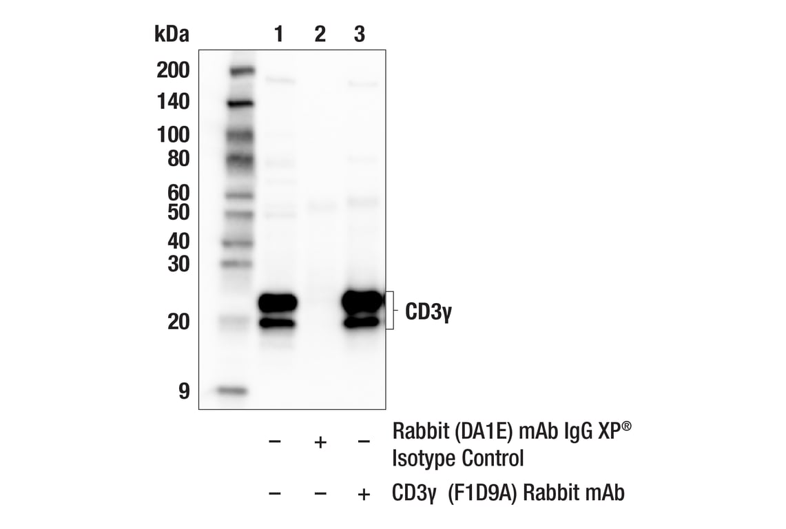 CD3 gamma (F1D9A) Rabbit Monoclonal Antibody | Cell Signaling