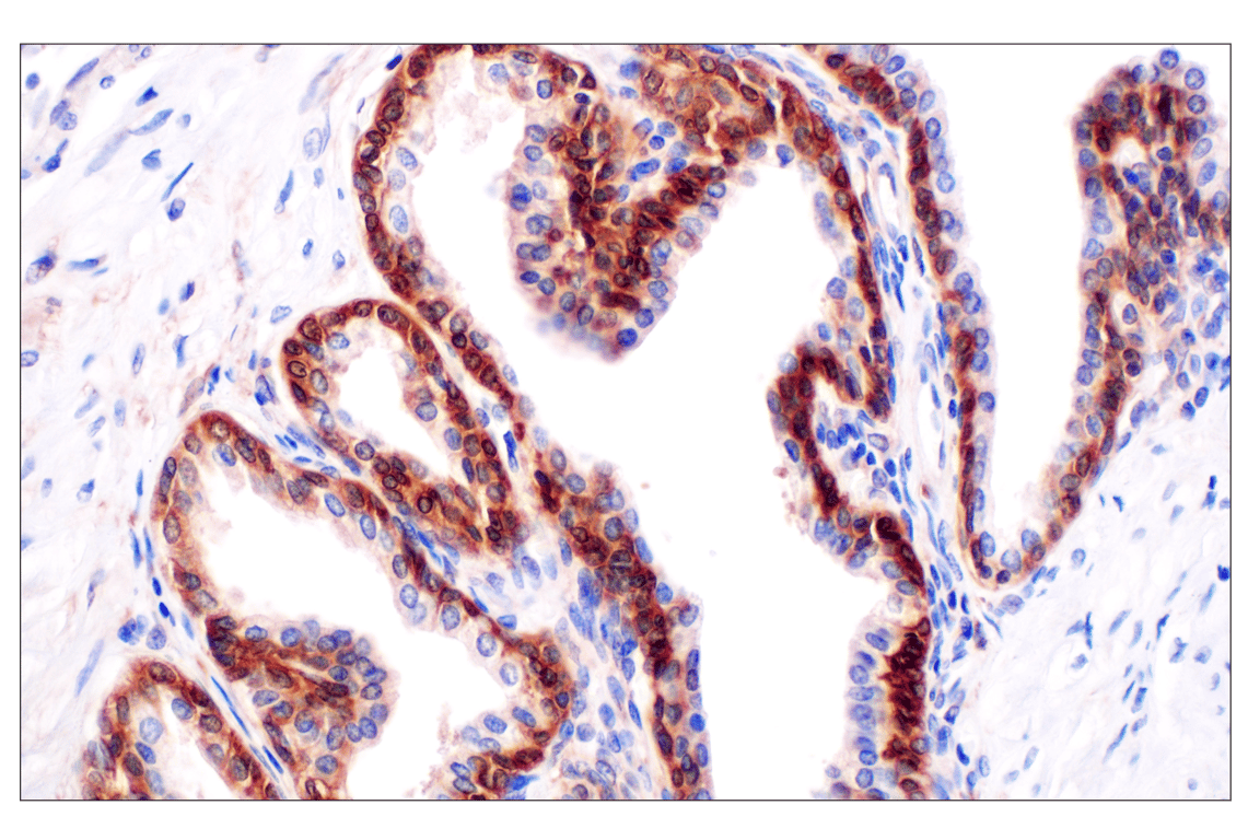 Immunohistochemistry Image 8: SHMT1 (F5Q3S) Rabbit Monoclonal Antibody