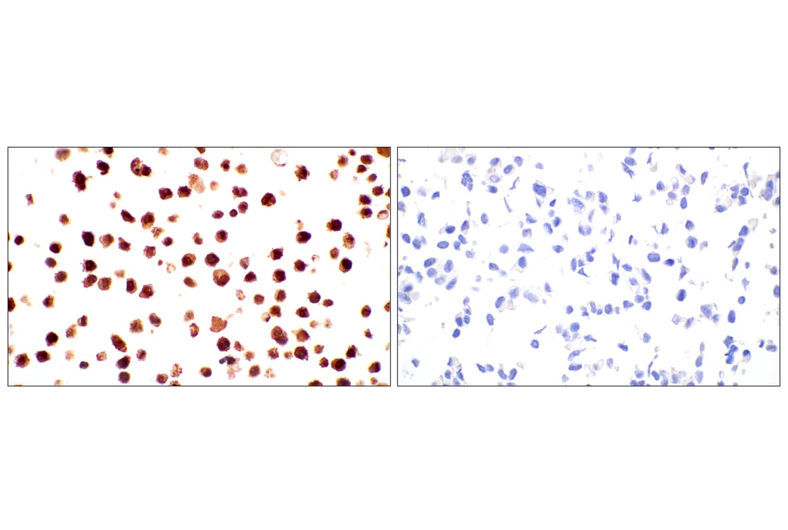 Immunohistochemistry Image 11: SerpinB1 (E4W7B) Rabbit Monoclonal Antibody (BSA and Azide Free)