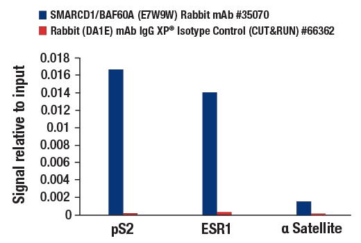 Chromatin Immunoprecipitation Image 3: SMARCD1/BAF60A (E7W9W) Rabbit Monoclonal Antibody