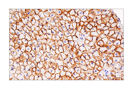 Immunohistochemistry Image 9: Connexin 43 (E7N2R) Rabbit Monoclonal Antibody