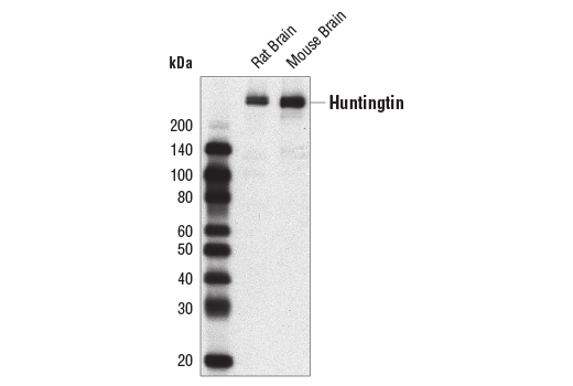 Western Blotting Image 1: Huntingtin (D7F7) XP<sup>®</sup> Rabbit mAb (BSA and Azide Free)