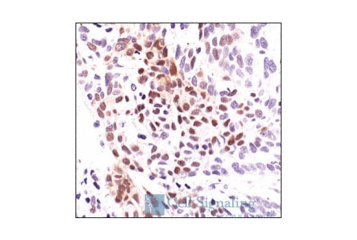 Immunohistochemistry Image 3: Phospho-ATF-2 (Thr71) Antibody