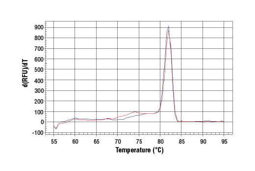 Chromatin Immunoprecipitation Image 2: SimpleChIP<sup>®</sup> Human MS4A7 Promoter Primers