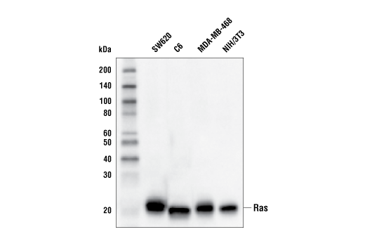 Western Blotting Image 2: Ras (E4K9L) Rabbit Monoclonal Antibody (BSA and Azide Free)
