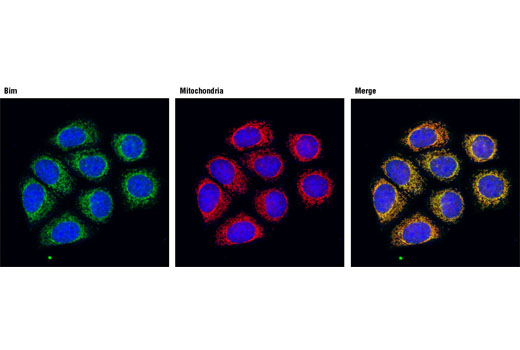 Immunofluorescence Image 1: Bim (C34C5) Rabbit Monoclonal Antibody (BSA and Azide Free)