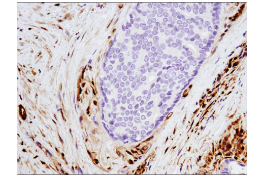 Immunohistochemistry Image 1: Stat3 (D1B2J) Rabbit Monoclonal Antibody (BSA and Azide Free)