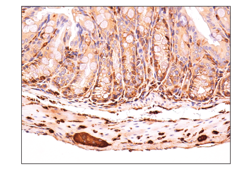 Immunohistochemistry Image 3: CRMP-2 (D8L6V) Rabbit Monoclonal Antibody