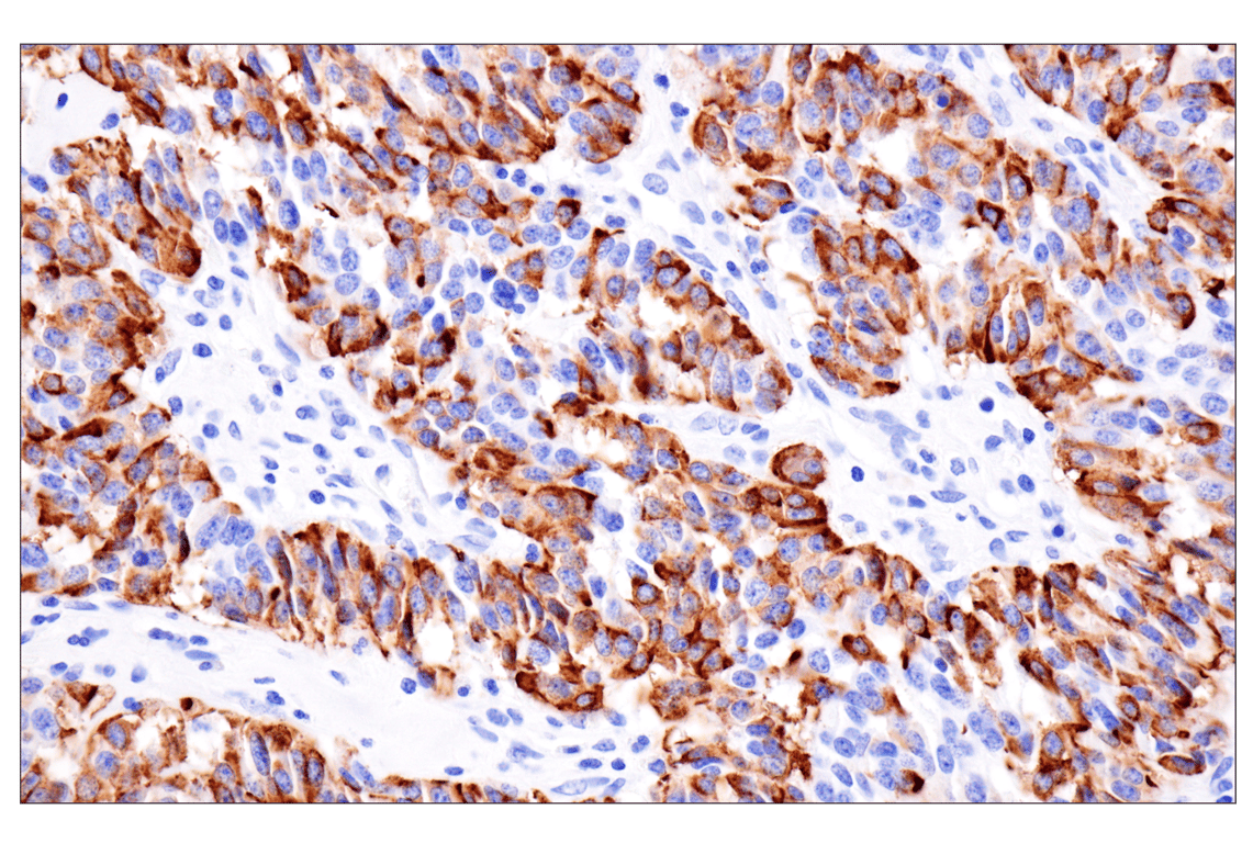 Immunohistochemistry Image 1: Pancreatic polypeptide (F8J4Y) Rabbit Monoclonal Antibody